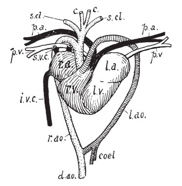 Kalp ve ilişkili damarlarının kaplumbağa, vintage çizgi çizme veya oyma illüstrasyon.