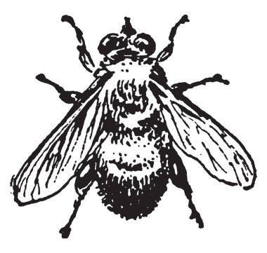 Bu görüntüde birçok kişi Pazar olacak ve bazı insanlar bir sandalyede, vintage çizim oturma veya illüstrasyon oyma.