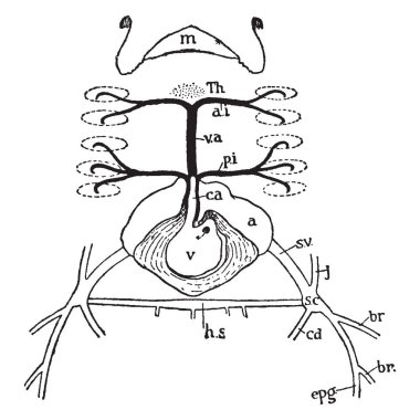 Kalp ve bitişik damarlarının paten, vintage çizgi çizme veya oyma illüstrasyon.