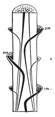 Bu Cüce sumak bir çalı yetişen bir görüntüdür. Cüce sumak kuru tepelerin ve kayalık sırtların, vintage çizgi çizme veya oyma illüstrasyon büyür.