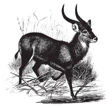 Kobus Sing Sing Antelope has two long and curved horns, vintage line drawing or engraving illustration. clipart