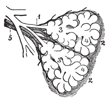Bu örnekte iki birincil Lobules akciğer, vintage çizgi çizme veya oyma illüstrasyon diyagramı temsil eder..