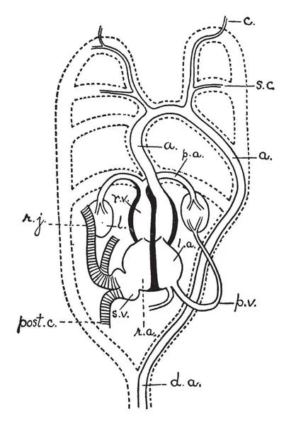 Diagrama Del Corazón Los Arcos Branquiales Mamíferos Dibujo Línea Vintage — Archivo Imágenes Vectoriales