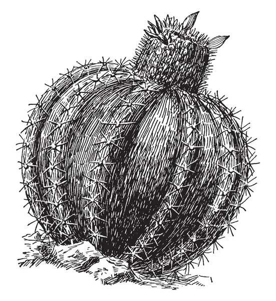 Obraz Przedstawiający Roślina Kaktusa Melon Znany Również Jako Melocactus Kwiaty — Wektor stockowy