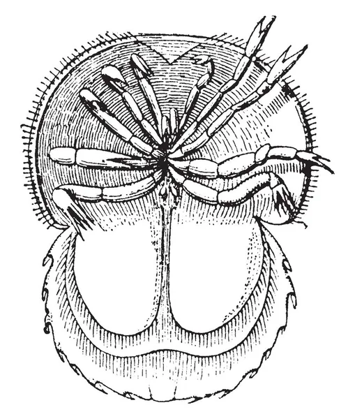 马蹄蟹没有脊椎 马蹄蟹主要生活在浅海和周围浅水水域上的软沙或泥泞的底部 腹部的末端装备了长的剑象脊柱 复古线绘画或雕刻例证 — 图库矢量图片