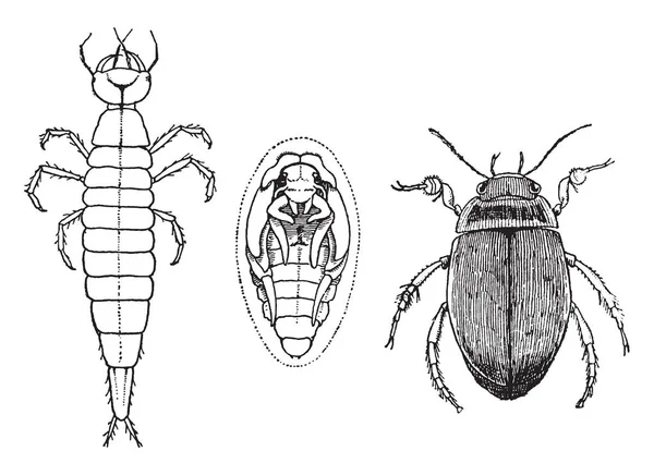 Obraz Ten Przedstawia Etapy Wody Beetle Vintage Rysowania Linii Lub — Wektor stockowy