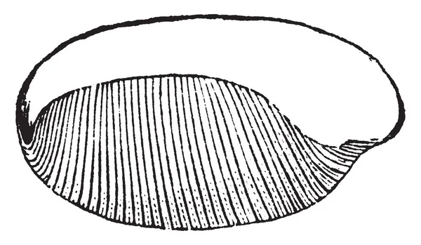 Esta Una Hoja Arce Rojo También Conoce Como Arce Pantano — Archivo Imágenes Vectoriales