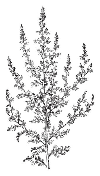 Great Mullein is also known as Common Mullein. It has a yellow flower on its stem, vintage line drawing or engraving illustration.