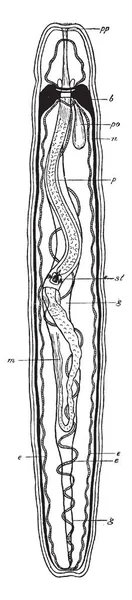 Nemertea Ist Ein Stamm Wirbelloser Tiere Die Auch Als Bandwürmer — Stockvektor