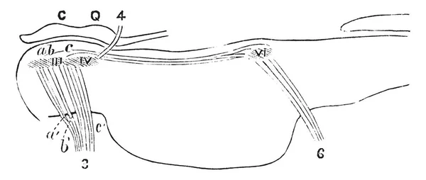 Schéma Une Section Longitudinale Travers Les Pons Montrant Relation Des — Image vectorielle