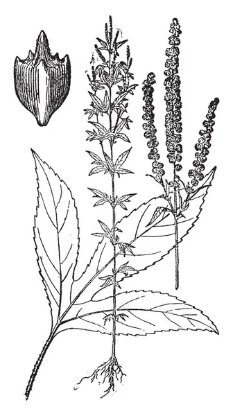 Plantes Avec Illustration Vectorielle Feuilles — Image vectorielle