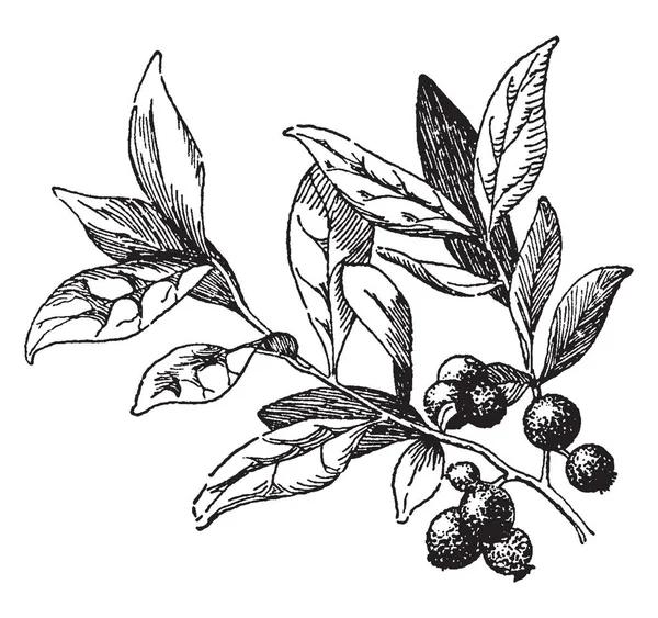 Una Imagen Que Muestra Una Rama Huckleberry Con Fruto Arándano — Vector de stock