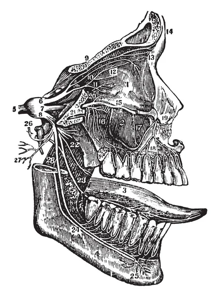 Questa Illustrazione Rappresenta Quinto Nervo Cranico Disegno Linea Vintage Incisione — Vettoriale Stock