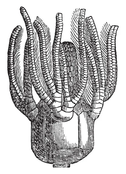 Platycrinus Paleozonic Морські Лілії Вони Взяті Карбону Вапняку Ірландії Старовинні — стоковий вектор