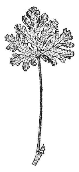 Cette Plante Est Originaire Australie Les Feuilles Cette Plante Sont — Image vectorielle