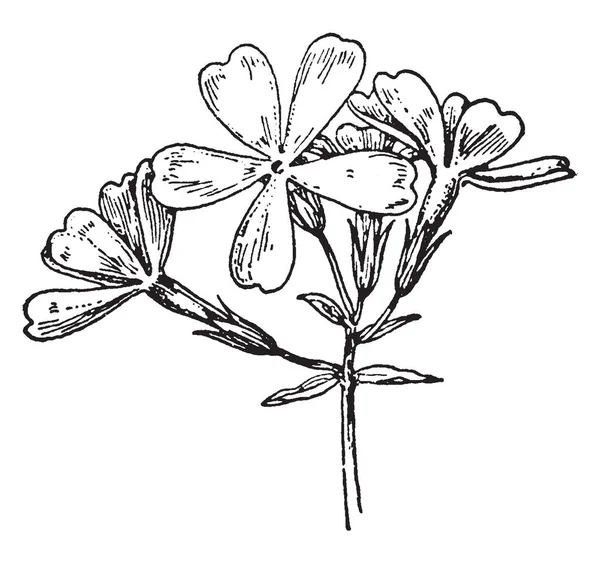 这是一幅野生蓝夹竹桃花的图片 它也被称为夹竹桃防风其 Polemoniaceae 家庭成员在北美东部的森林和田野发现 复古线画或雕刻插图 — 图库矢量图片