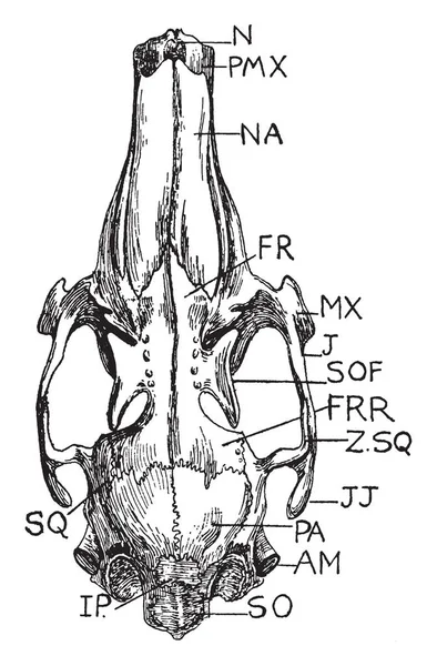Upper Surface Rabbit Skull Vintage Line Drawing Engraving Illustration — Stock Vector