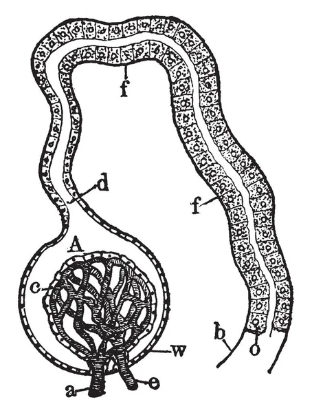 Resimde Böbrek Glomerulus Uriniferous Tübül Vintage Çizgi Çizme Veya Oyma — Stok Vektör