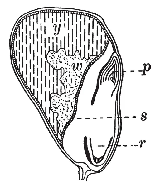 这是部分玉米籽粒的图像 油性部分胚乳 胚乳的淀粉部分 复古线画或雕刻插图 — 图库矢量图片