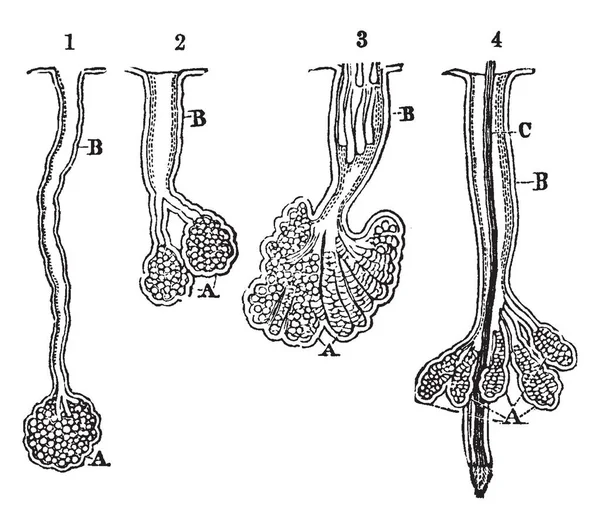 Cette Illustration Représente Oil Glands Ducts Dessin Ligne Vintage Illustration — Image vectorielle