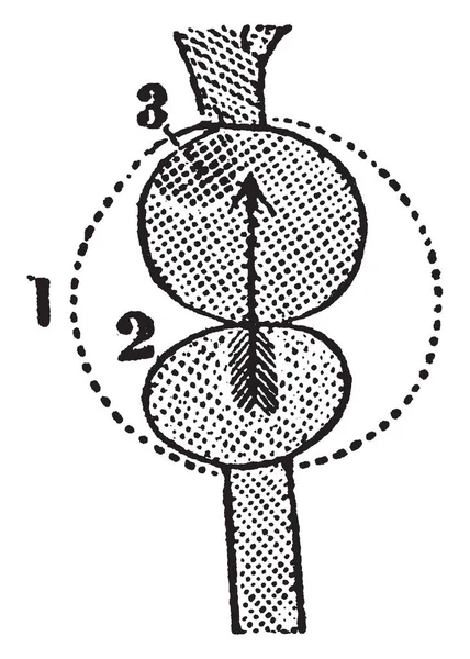 爬虫類の心臓の図は心膜および単一の心室 Lebels ヴィンテージの線描画や彫刻イラスト — ストックベクタ