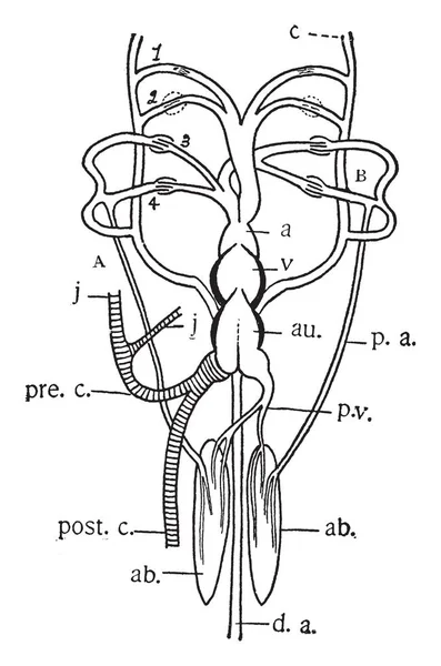 Diagram Serca Skrzelowej Łuki Protopterus Vintage Rysowania Linii Lub Grawerowanie — Wektor stockowy