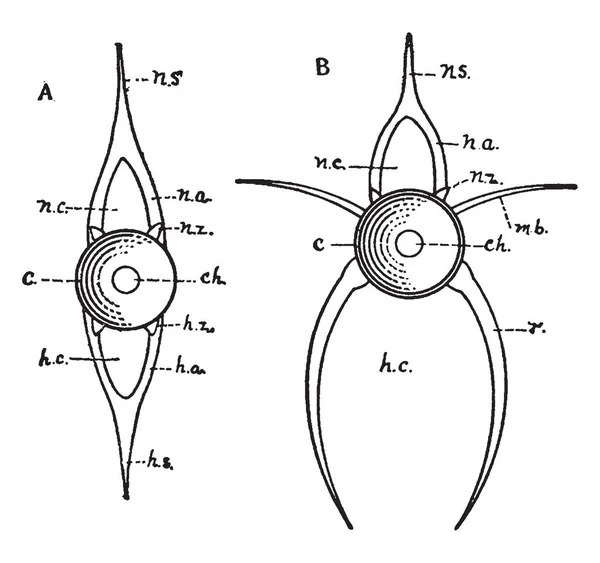 Diagram Van Wervels Van Een Knokige Vissen Zijn Caudal Stam — Stockvector