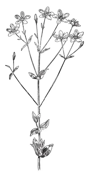 这是一张玫瑰粉红色的花 它也被称为 Sabbatia 赤豆成员龙胆科 复古线画或雕刻插图 — 图库矢量图片