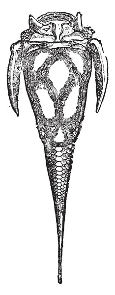 Pterichthys Cornutus 是泥盆纪时期的装甲鱼 复古线画或雕刻插图 — 图库矢量图片