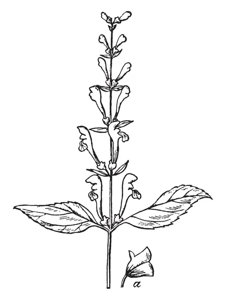 Une Image Montre Partie Supérieure Tige Fleurs Appelée Skullcap Plant — Image vectorielle