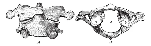 这个插图代表第一和第二颈椎 复古线画或雕刻插图 — 图库矢量图片