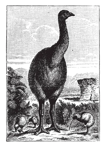 モアがニュージーランド ビンテージの線の描画や彫刻の図に固有の飛べない鳥の — ストックベクタ