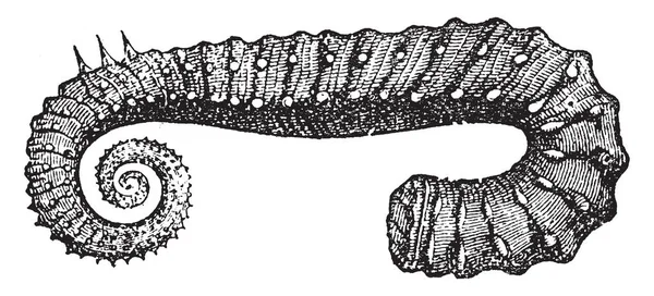 Ancyloceras Uddød Slægt Heteromorph Ammonites Findes Hele Verden Den Nedre – Stock-vektor