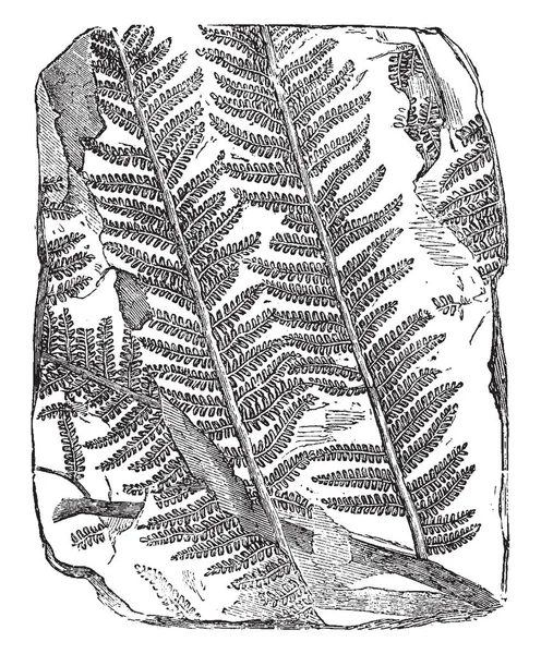 一幅化石树蕨的图片 成千上万年前在地球上茂盛的植物被完全保存作为化石 复古线图画或雕刻例证 — 图库矢量图片