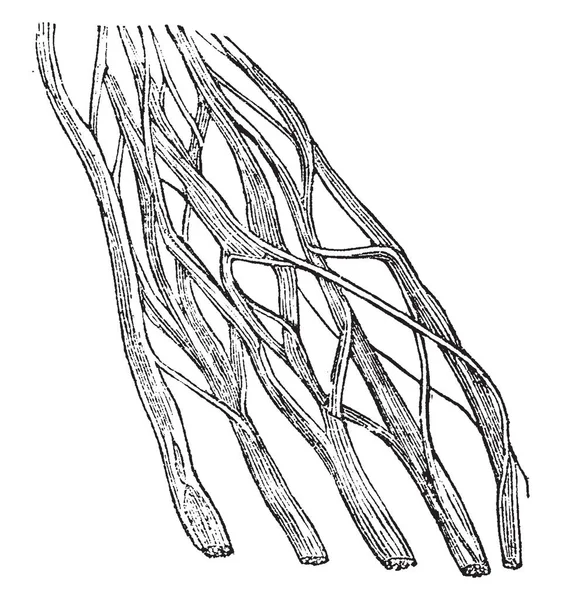 Esta Ilustración Representa Nerve Portion Dibujo Línea Vintage Ilustración Grabado — Archivo Imágenes Vectoriales