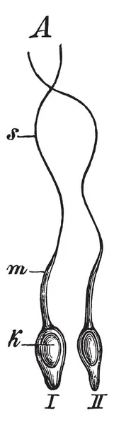 Иллюстрация Представляет Собой Сперматозоа Человека Рисунок Винтажных Линий Гравировка Иллюстрации — стоковый вектор