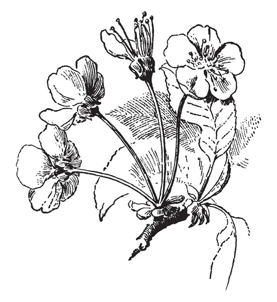 樱桃树伞形花序是由一系列的短茎组成的花序 从一个共同的点延伸 像雨伞的肋骨 老式的线条画或雕刻插图 — 图库矢量图片