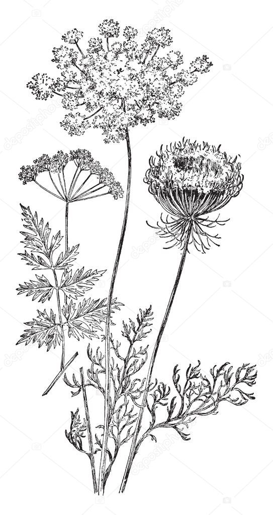 Wild Carrot is biennial herbaceous plant. The leaves are alternate and green, vintage line drawing or engraving illustration.