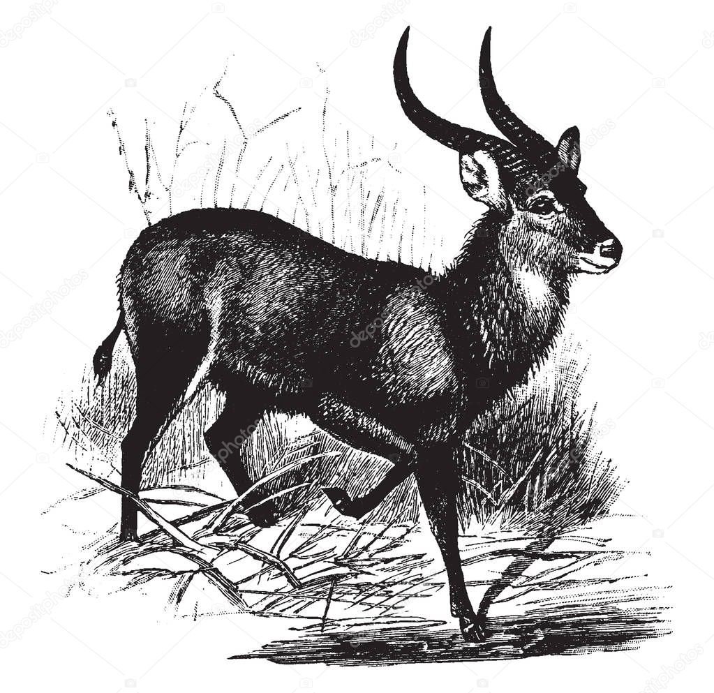 Kobus Sing Sing Antelope has two long and curved horns, vintage line drawing or engraving illustration.