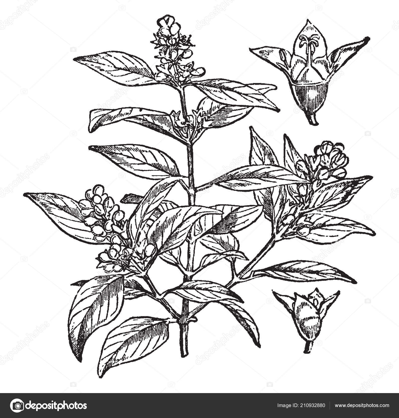 Picture Showing Branch Sandal Wood Tree Which Tree Belonging East Stock Vector Image By C Morphart