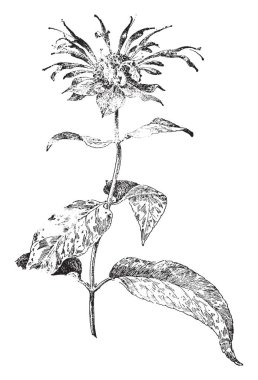 Bu kare şekli kök ve yaprak kök, vintage çizgi çizme veya oyma illüstrasyon ile bağlı bir görüntüdür.