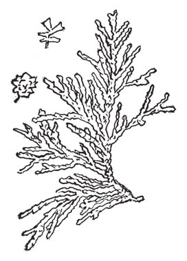 Omuz ve ormanlık alan üzerinden yürüyen bir koyun taşıyan bir çoban, shepherd'ın crook sağ elinde taşıyan birçok koyun onu, vintage çizgi çizme veya oyma illüstrasyon takip etti