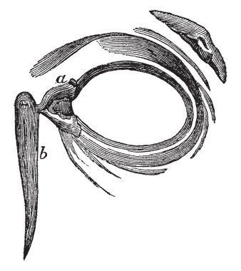 Bu resimde göz kapakları görüntülendi önden temsil eder, vintage hat çizim veya gravür illüstrasyon.