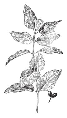 Bu bir yaprak olduğunu. Bu yaprak iki benzer bölümüne ayrılmıştır. yaprak üzerinde küçük çizgiler var. Yaprak şeklinde dardır. Yaprak kenarı keskin dişli, vintage çizgi çizme mi oyma illüstrasyon.