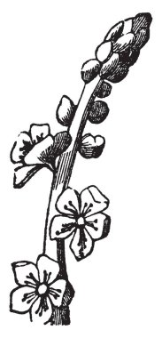 Toothwort Lathraea da bilinir. Hazel ve Kızılağaç, kayın, vintage çizgi çizme veya oyma illüstrasyon üzerinde zaman zaman kökleri üzerinde parazit.