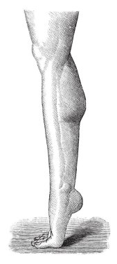 Bu resimde ayak parmakları, vintage çizgi çizme veya oyma illüstrasyon esnekliği temsil eder..