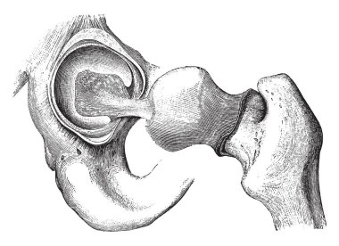 Bu örnekte, kalça eklemi, vintage çizgi çizme veya oyma illüstrasyon mekanizmasını temsil eder..