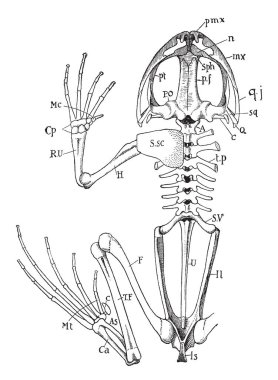 Göğüs korse yarısı ve hind-bacak sağ tarafı değildir gösteri, vintage çizgi çizme veya oyma illüstrasyon.