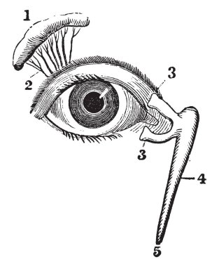 This illustration represents View of the Lachrymal Gland and Nasal Duct, vintage line drawing or engraving illustration. clipart