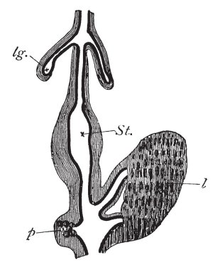 Akciğer karaciğer ve pankreas piliç, vintage çizgi çizme veya oyma illüstrasyon kökeni.